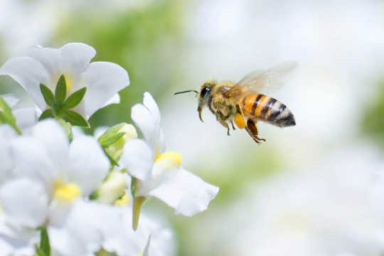 Here's What You Need To Know About Honey Bee Stings
