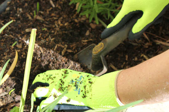 5 Reasons You Should Wear Gardening Gloves