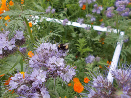A bumblebee uses one of Bournemouth Borough Council’s pollinator plantings.  (what are city bees' favorite flowers?)
